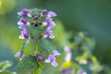 Görülen ölü ısırgan otu (Lamium maculatum) bulanık arkaplan ile yakın çekim