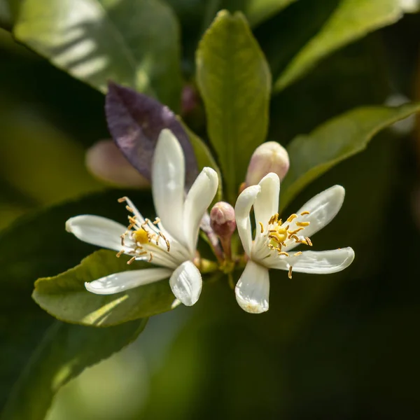 Lemon Citrus Tree White Flower Green Background — Photo