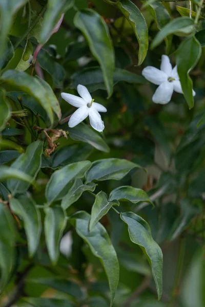 White Jasmine Genus Jasminum Surrounded Green Leaves — 스톡 사진