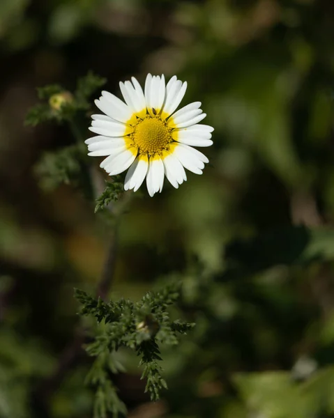 緑の背景に黄色と白の野生の花 — ストック写真