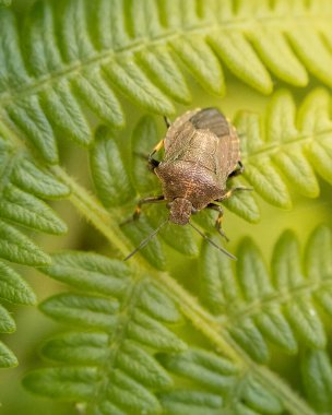 Yeşil yapraklı bir kenevir böceği (Rhagnathus punctatus)