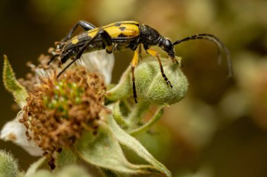 Benekli uzun boynuz (Rutpela maculata) çiçeğe yaklaş