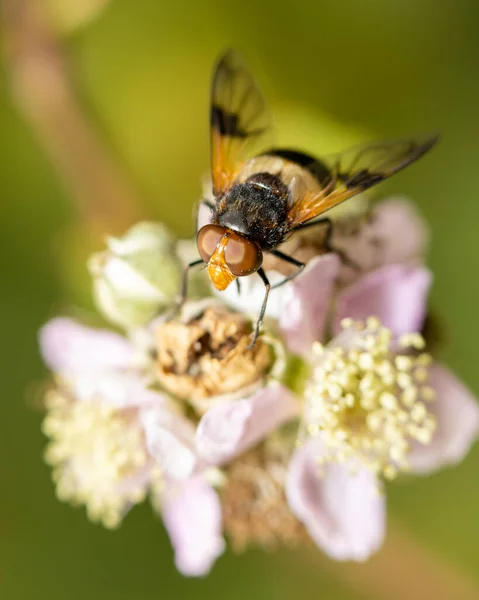 Bir Leğen Sineği Volucella Pellucens Bir Çiçeğin Üzerine Kondu — Stok fotoğraf