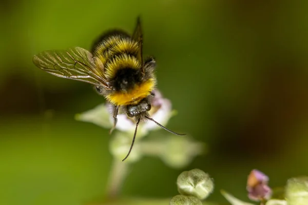 Bumblebee Bombus Hortorum Aterrizó Una Flor —  Fotos de Stock
