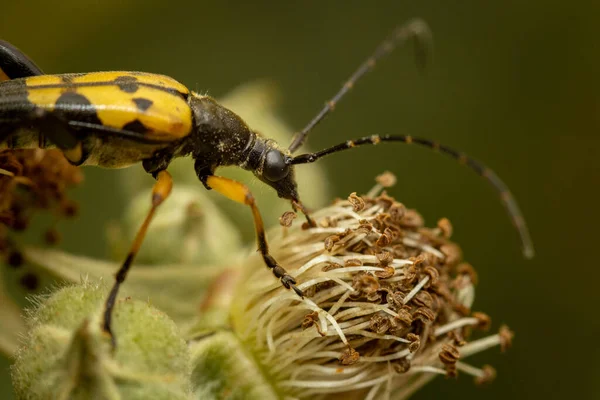 Benekli uzun boynuz (Rutpela maculata) çiçeğe yaklaş