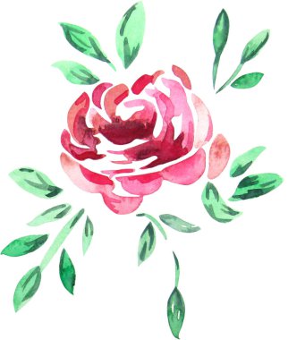 Watercolor flower, isolated, white background, red tropical flower 