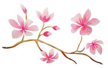 Watercolor Bouquet of flowers, isolated, white background, pink roses 