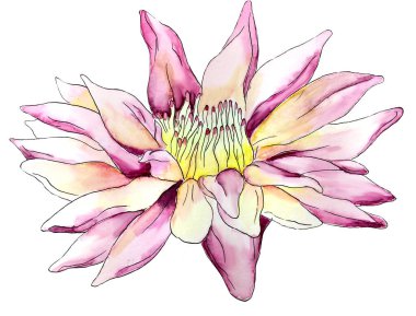 Watercolor flower, isolated, white background, pink tropical flower 
