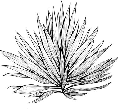 Leave isolated, black and white tropical foliage, white background