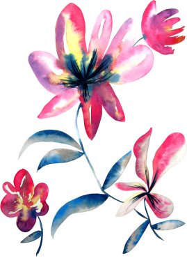 Watercolor Bouquet of flowers, isolated, white background, pink roses and blue leaves