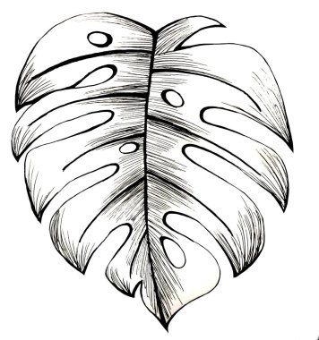 Leave isolated, black and white tropical foliage, white background