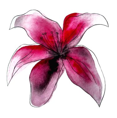 Watercolor flower, isolated, white background, pinklily