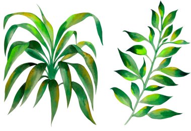 Watercolor leaves isolated, green tropical elements, white background