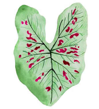 Watercolor leave isolated, green tropical elements, white background