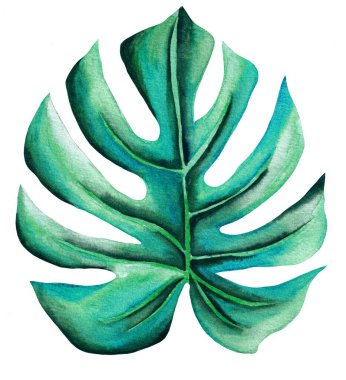Watercolor leave isolated, mostera, blue tropical element, white background