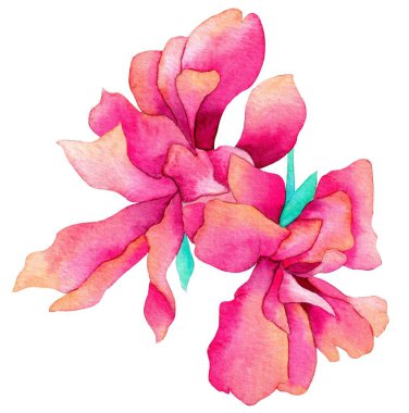 Watercolor flower, isolated, white background, pink tropical flower