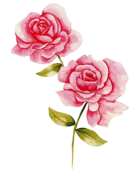 Watercolor Bouquet of flowers, isolated, white background, pink roses and green leaves