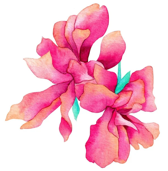 Watercolor flower, isolated, white background, pink tropical flower