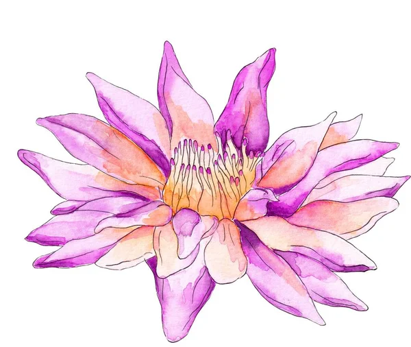 Watercolor flower, isolated, white background, purple tropical flower