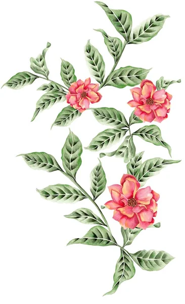 Watercolor Bouquet of flowers, isolated, white background, red roses and green leaves