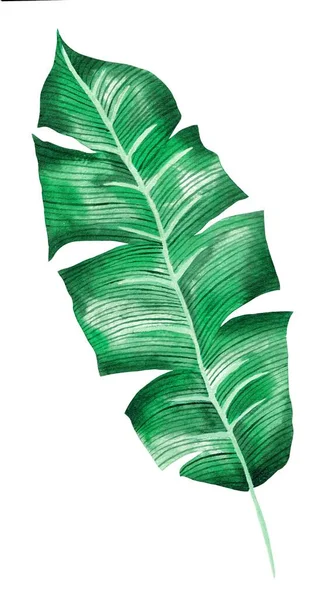 Watercolor leave isolated, green tropical element, banana leaf, white background