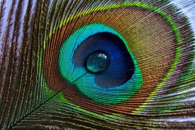 Peacock feather with water drop at center