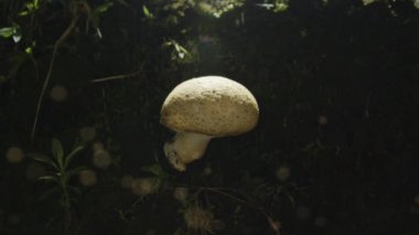 Doğada parçacıklarla çevrili mantar.