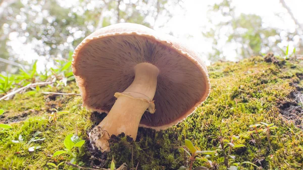 Mantar dokusunun altında. Yakın çekim.