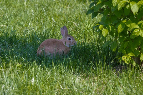 Кролик прячется под кустом — стоковое фото