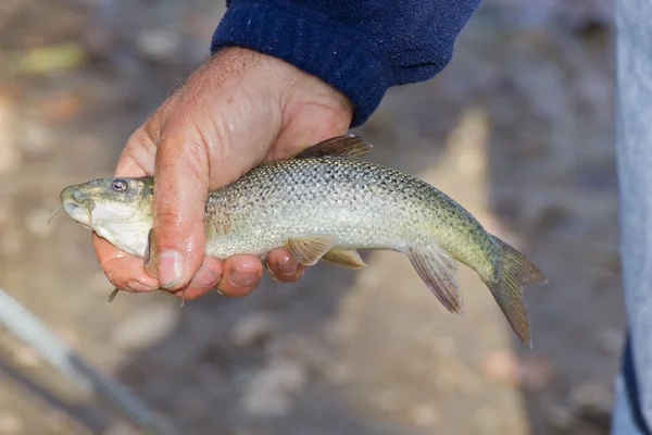Barbel el pez en las manos del pescador . Imagen De Stock