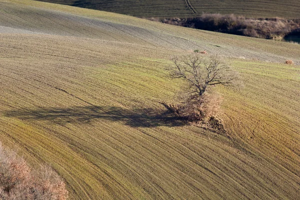 Osamělý dub. — Stock fotografie