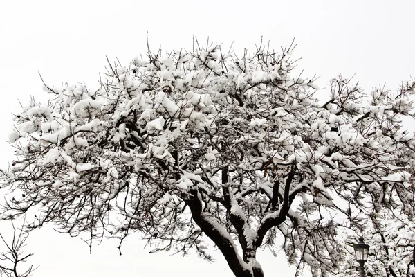 Einzelner Baum im Winter mit Schnee bedeckt. — Stockfoto