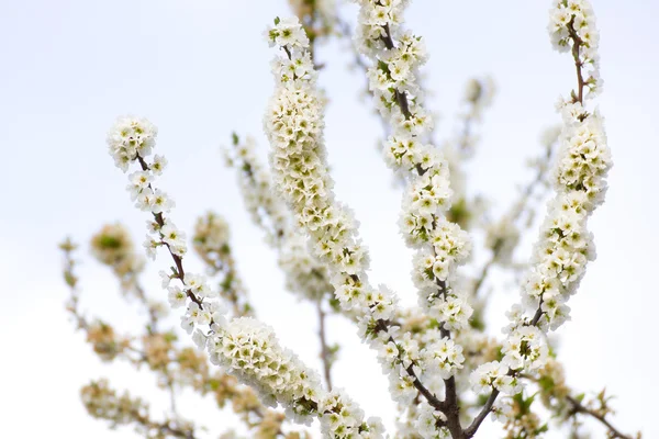 Весной цветут деревья . — стоковое фото