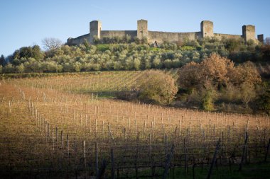 monteriggioni, Toskana, İtalya yakın kışın üzüm bağları