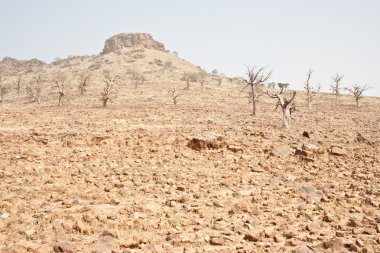 ölü ağaçlar ve ölü kaya.