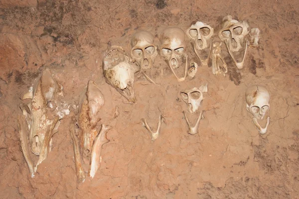 Monkey skulls into the walls, Mali, Africa. — Stock Photo, Image