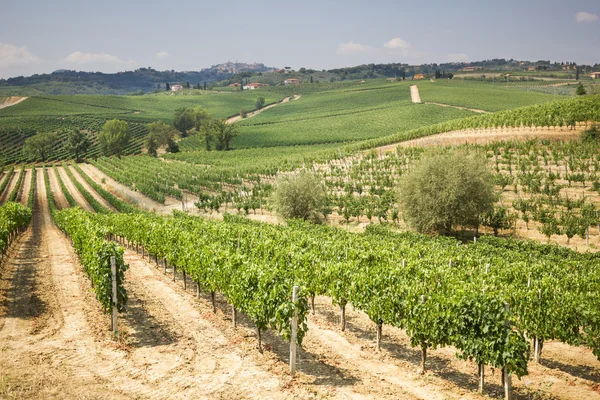 葡萄园的葡萄酒生产区金钗，蒙特普尔恰诺 — 图库照片