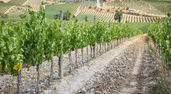 Vineyard in the area of production of Vino Nobile, Montepulciano — Stock Photo, Image