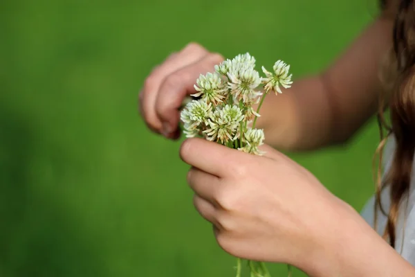 クローバーの花束 — ストック写真