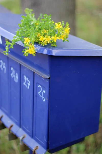 Flowers on the rural blue mailboxes — Stock Photo, Image