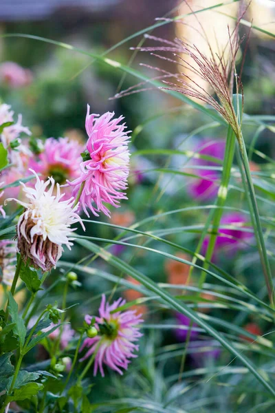 Nålen Ljusrosa Dahlia Blommar Vackra Höstblommor Stockfoto