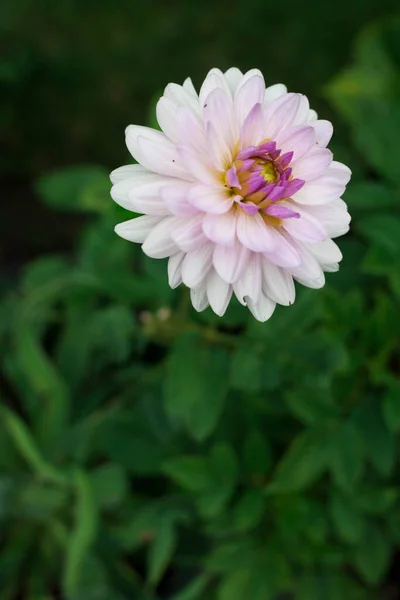 Bahçede Pembe Top Yıldız Çiçekleri — Stok fotoğraf