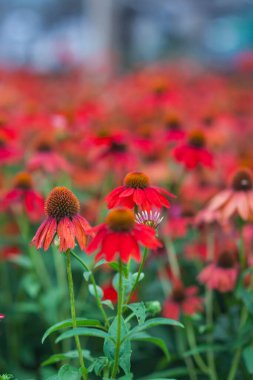 Ekinezya böcek ve arı dostu bahçe için kırmızı koni çiçeği açıyor.