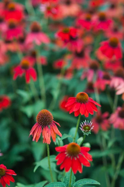 Echinacea Blommande Rödkoneflower För Insekt Och Bee Friendly Trädgård Royaltyfria Stockbilder
