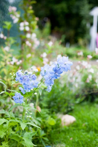 Bunga Delphinium Biru Dan Lebah Putih Delphinium Hybridum Magic Fountains — Stok Foto