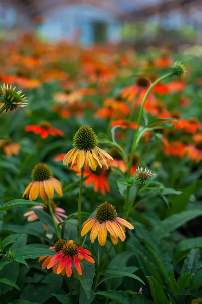 Orange Echinacea Blommande Koneflower För Insekt Och Bee Friendly Trädgård Royaltyfria Stockfoton