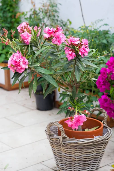 Blommande Rosa Oleander Korg Terrassen Royaltyfria Stockbilder