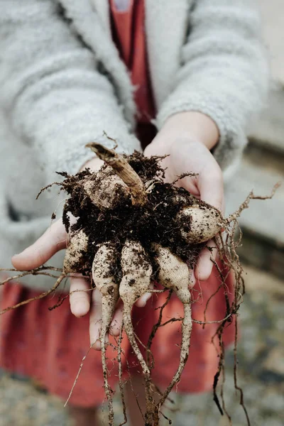 Hands Handing Dahlia Tubers — Stock Photo, Image