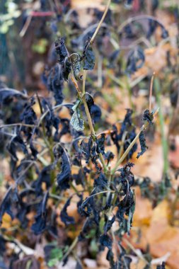 Yıldız çiçekleri don tarafından saldırıya uğradı.