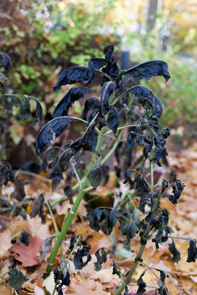 Dahlias Attacked Frost — Stock Photo, Image